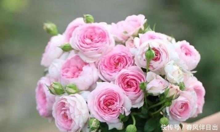 4种福运花，自带福气好养活，养在哪里都爆盆，好运到来