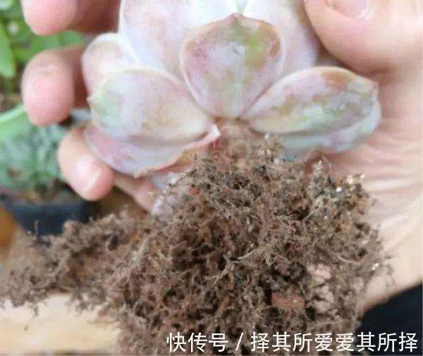 秋天买的多肉,3个“进门礼”,嗖嗖冒白根,挤满新芽芽