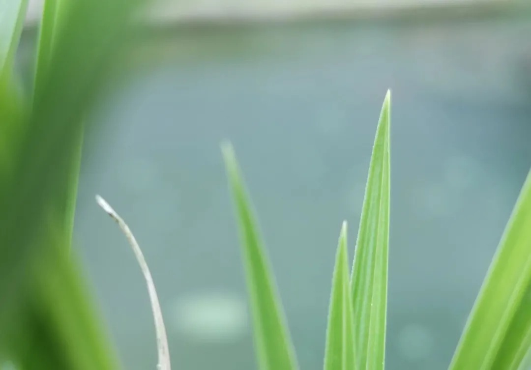 兰花|轻松看出兰花是否烂根?连花盆都不用翻,新手兰友也会看准确