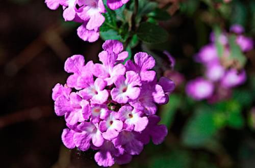 肺腑之言|俗话说:人到四十五,正是出山虎,是什么意思?老祖宗的肺腑之言