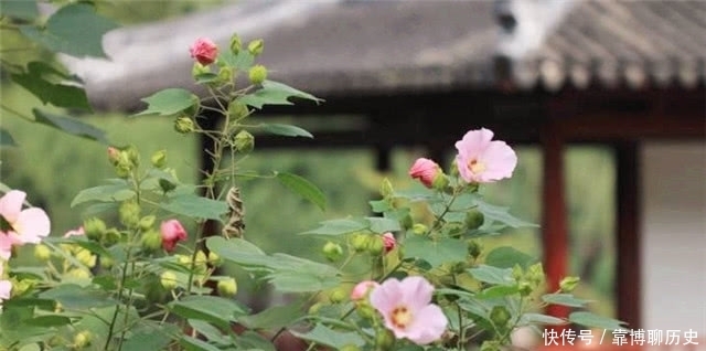  霜花|秋天的明丽：从晴雯封神来谈拒霜花开木芙蓉