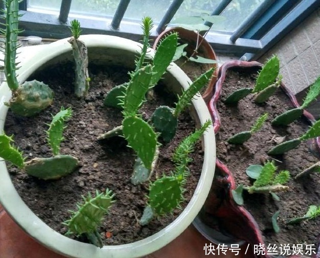 养“仙人掌”时,花友们可要注意“几点”,不然反而会伤害它