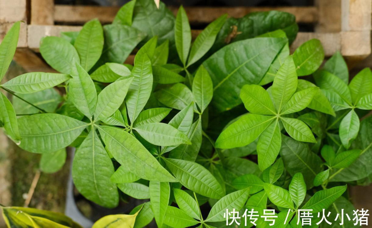 净化|发财树冬天过冬有3怕,避开就能安全过冬!四季常绿净化空气