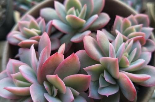 瓦盆|农村姑娘在院子里种多肉,选择多肉花盆经验分享:要好看也要实用