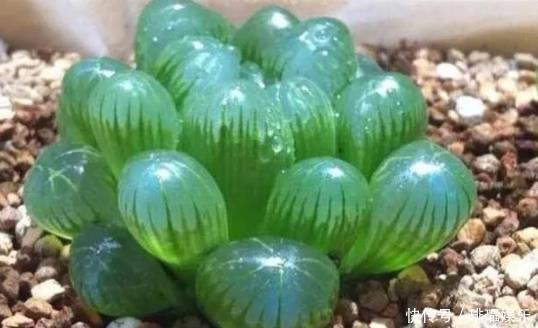 多肉养殖,就用这1种“神器”,植株生根快,长得“翠绿欲滴”