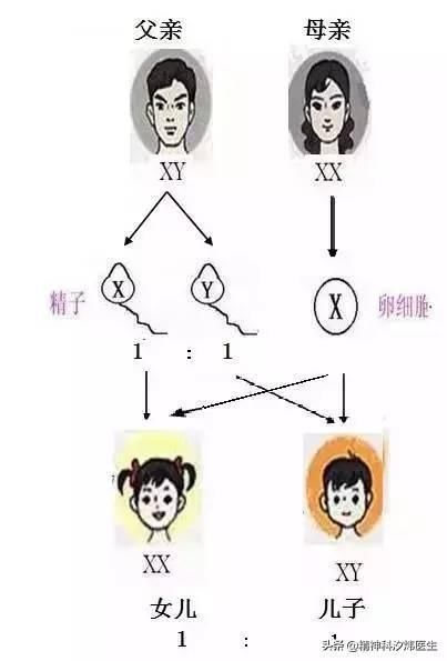 男孩|为什么有的人一直生男孩，有的一直生女孩？