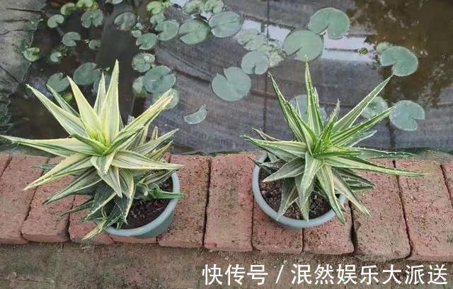 根系|芦荟叶片瘦弱不生长简单做“2步”,叶片肥厚根系壮,侧芽爆盆