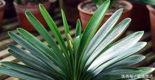 君子兰|气温超过35℃，君子兰有“4怕”，避开后，不休眠，还长新叶