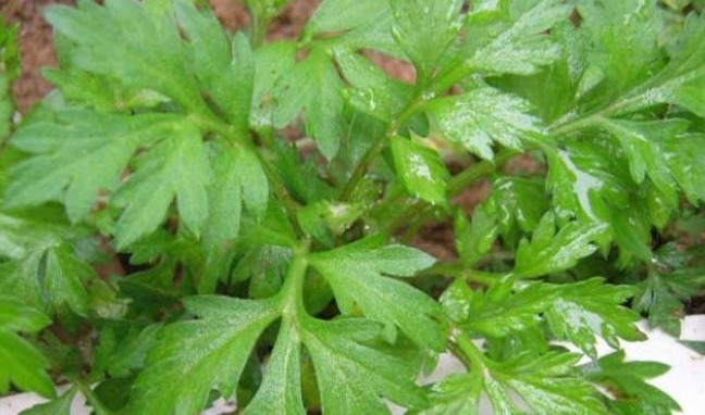 煮水|艾叶煮水真是太厉害了，解决了男女不少的麻烦，现在明白还不晚