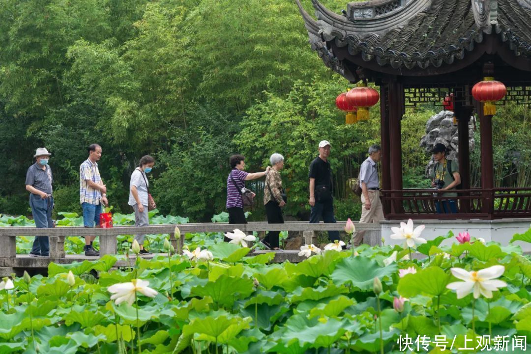 水域|第九届上海荷花睡莲展将于6月25日在古猗园开幕，满园荷香讲述“红色故事”