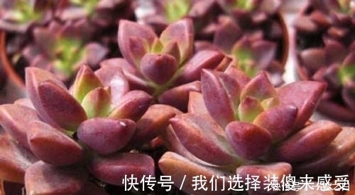 浇水|3种多肉植物，号称“爆崽小天才”，遇水疯长，养成群生肉墩子！