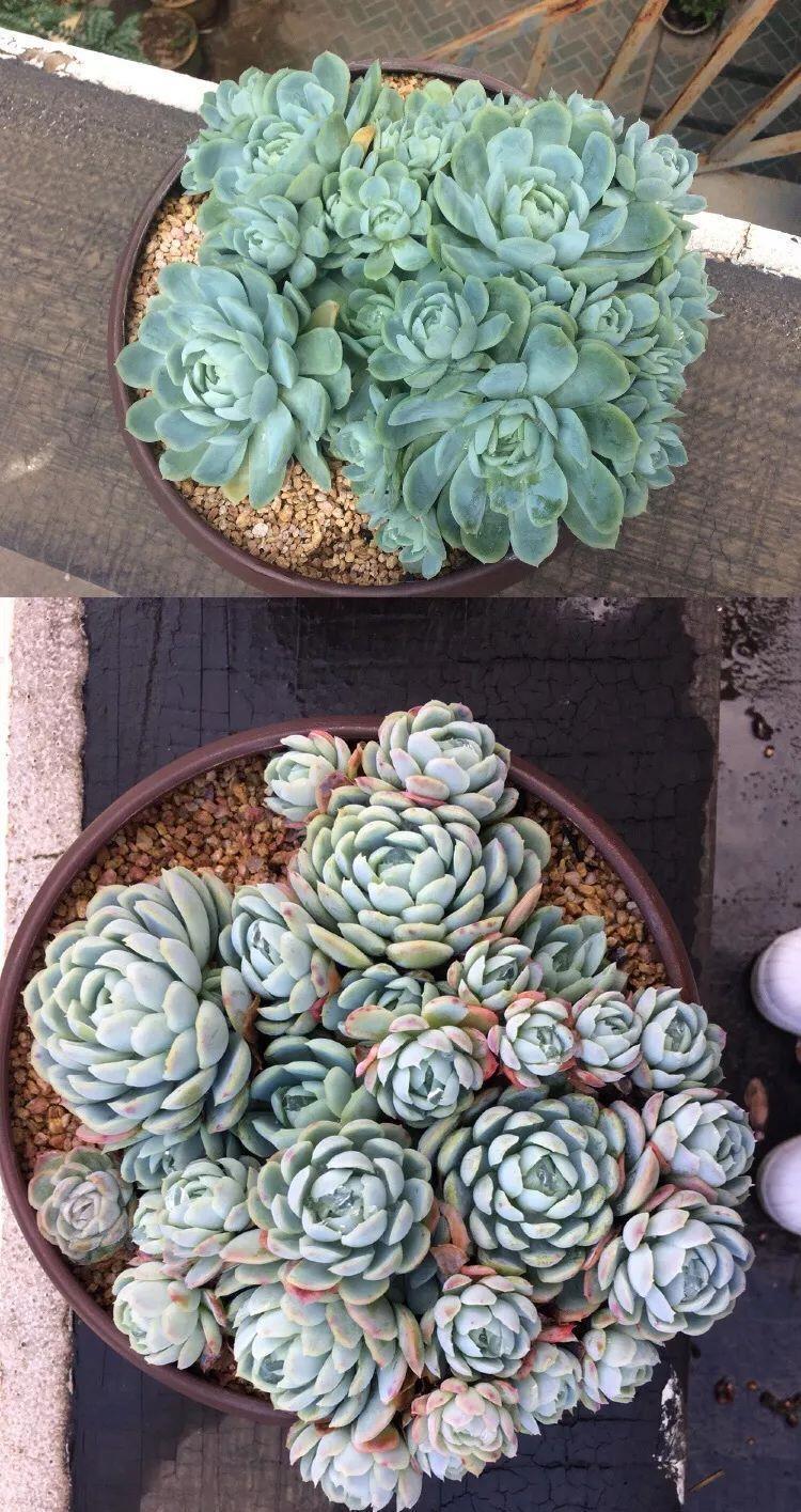 挑状态最丑价格最低的买,再丑的多肉都能养漂亮