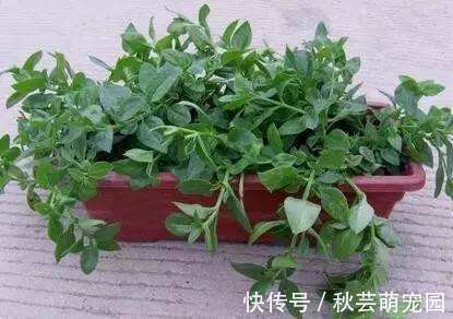 盆栽|玩出了新名堂盆栽野菜，销售盆栽野菜，他每天的毛收入高达两千元