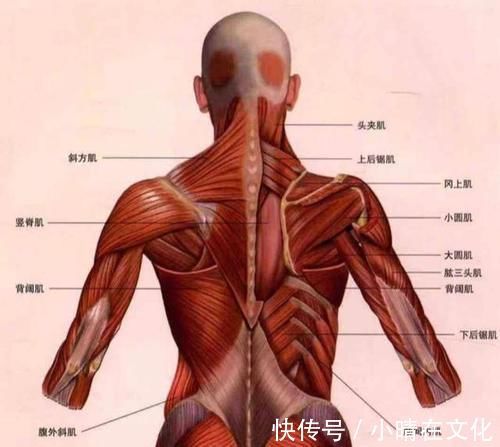 背部增肌|背部增肌真的难练吗这4个动作，帮你练出真正雄壮的背部肌群