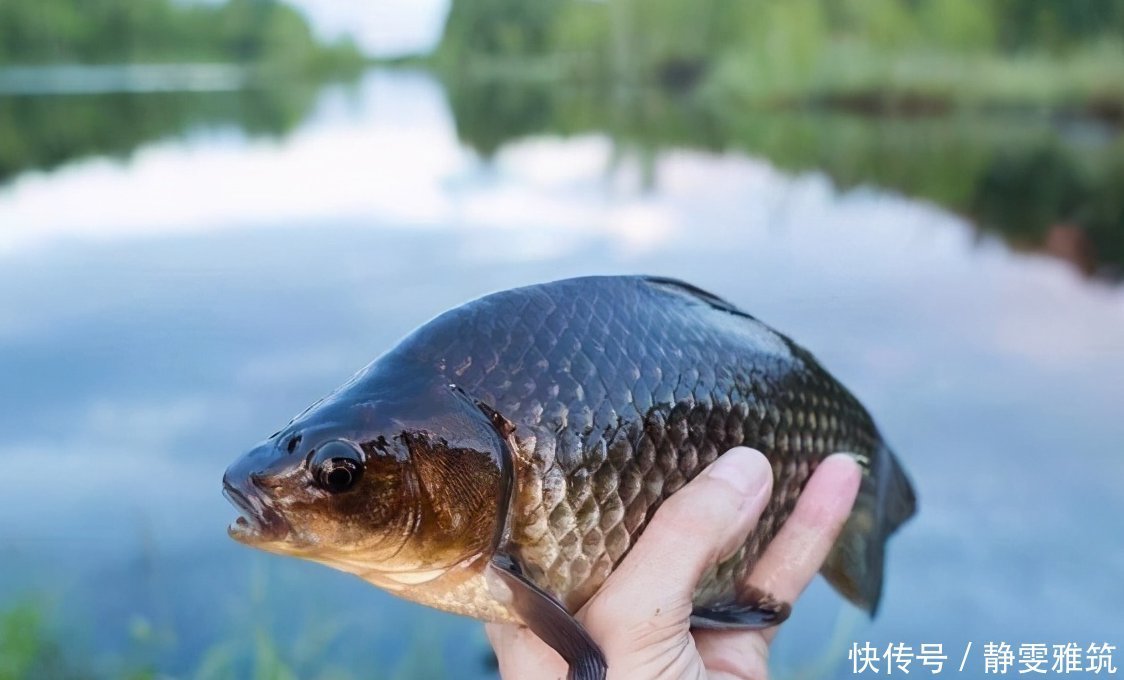 农家乐|新手野钓如何找到最佳钓位?按照这个思路来准没错