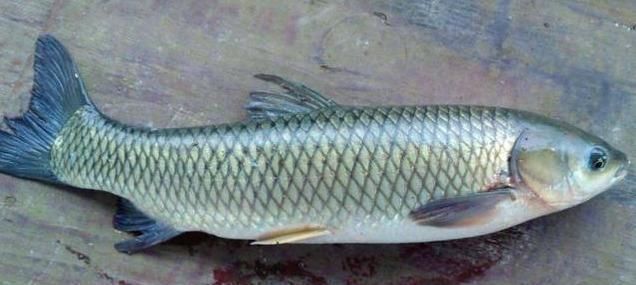 把五花肉|爱吃鱼的有福了,学会此方法鱼肉鲜嫩还入味,一上桌就被抢光,香