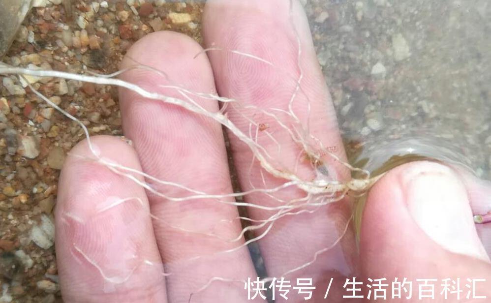 根系|花卉小苗这样移栽不伤根，缓苗快，有些细节千万注意