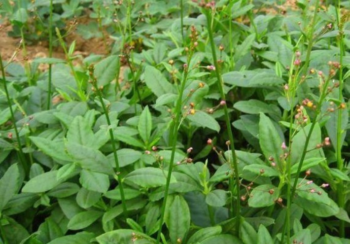 人参菜|农村三大野菜，润肺生津，强身健体，如今城里人想吃买不到