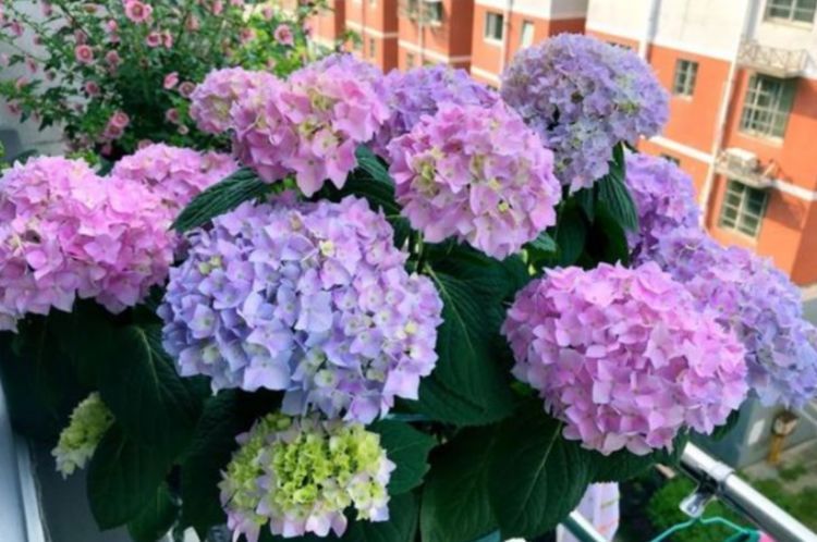 3种花谁养谁喜欢，花色丰富花期长，家里养两盆，！