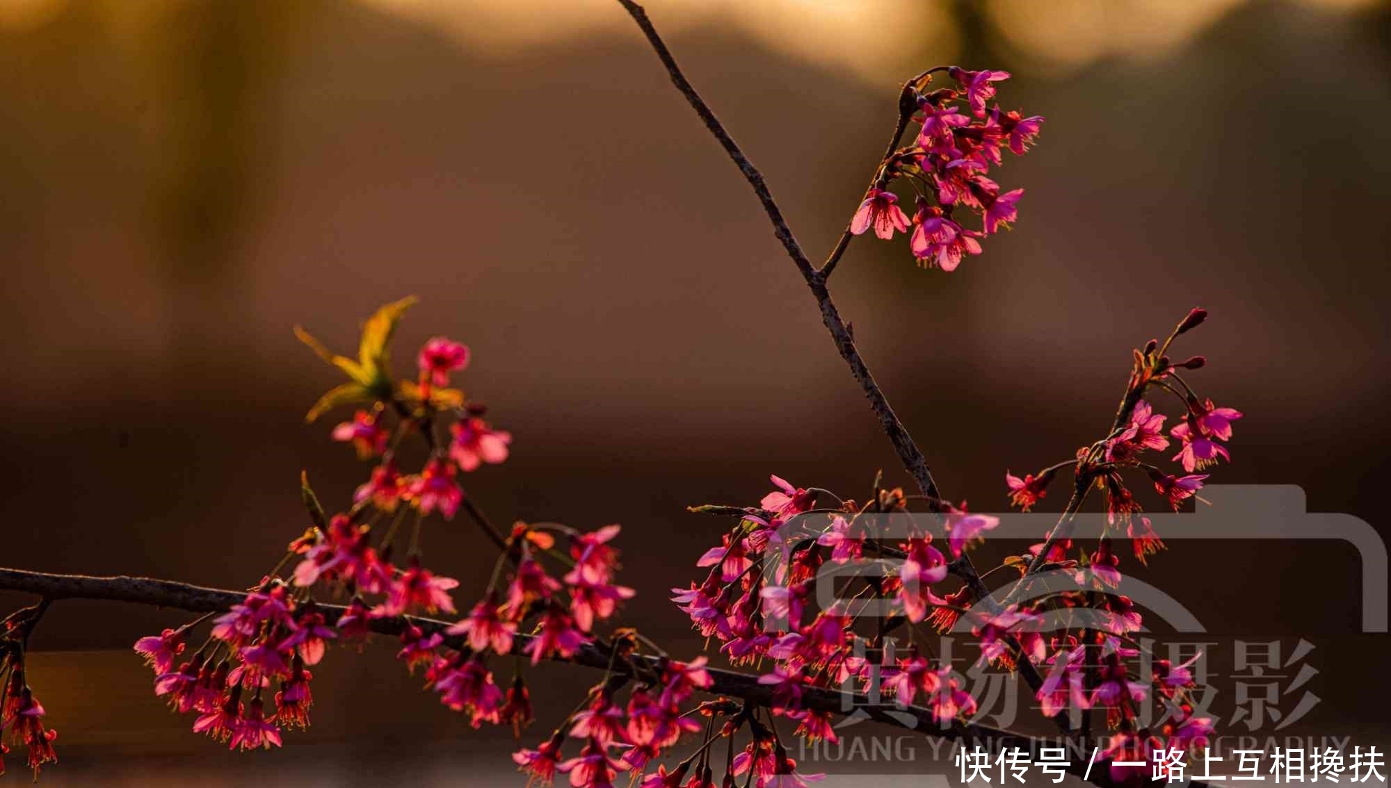 夕阳下美艳绽放的山樱花，玫红色的花朵非常漂亮，初春熟悉的花卉