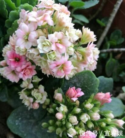 养长寿花,盆里埋上“1个它”,家家都有,不施肥,也花大色艳