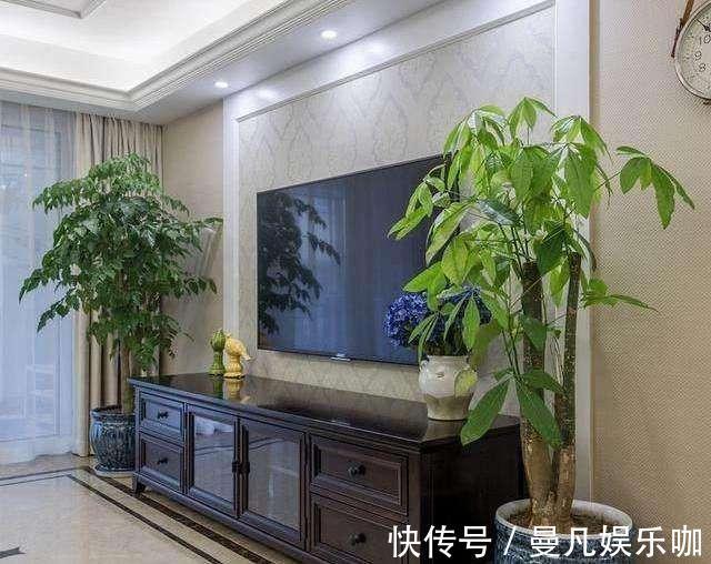 发财树|电视柜旁边,养什么花,3种选一个,格调高,寓意好,人气旺
