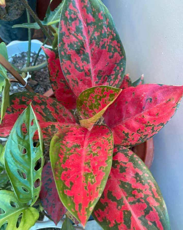 境界|养花的三大境界,你在哪一层?