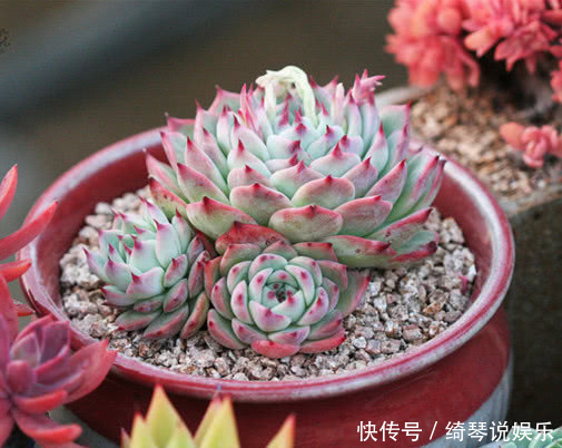多肉林赛怎么养更紧凑教你3个小妙招,养出叶片红润饱满的林赛
