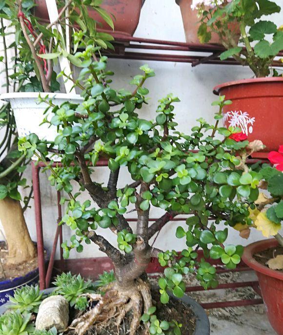 6种花“很吉祥”,建议养在卧室客厅,好看好养,还可当年宵花