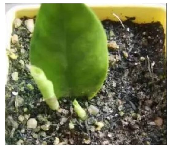 花店老板不会告诉你以下几种花叶子沾土就生根,养1盆可变多盆