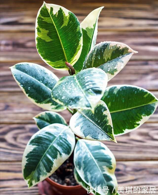 橡皮树|客厅适合养“3种树”,美观大气,越养越旺,运气越好