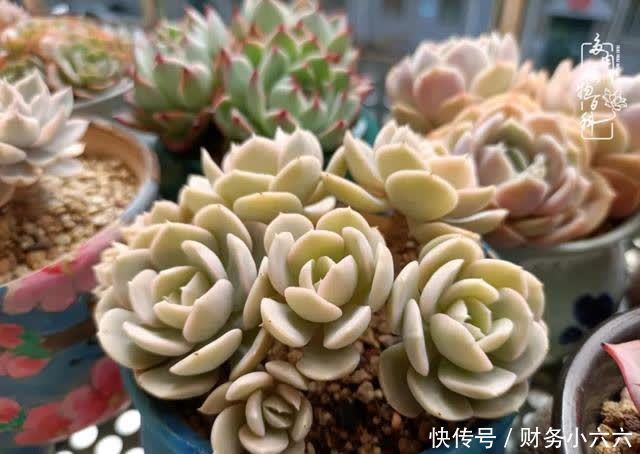 揭秘：那些干净又温暖的多肉照片从哪里来？