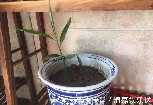 漂亮|厨房吃不完的5种菜，种“花盆里”，变盆景开花美，能吃好几茬