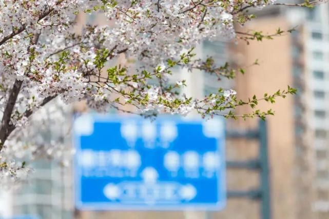 来这里，淋一场樱花雨