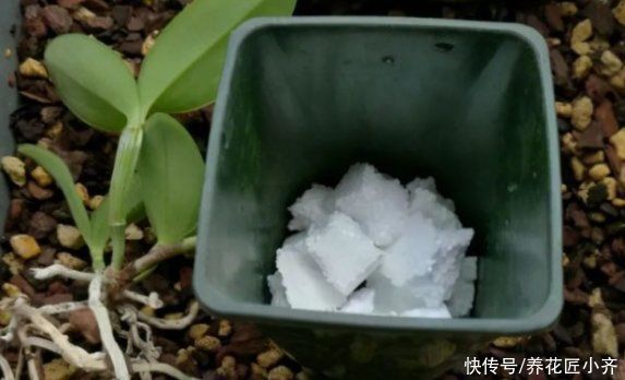 养花总烂根怎么办?预防是关键,做好这7点,想烂根都难