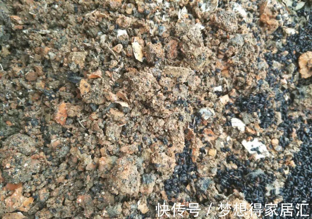松针土|9种土别拿来养花，对花不好，容易黄叶烂根