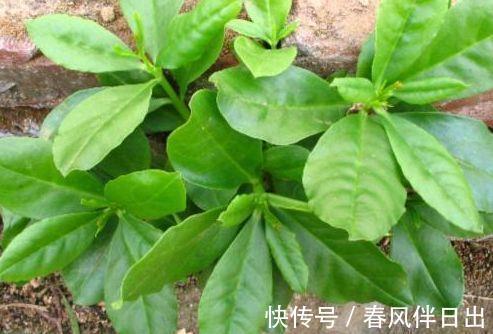 排毒|夏天到了，体内还有湿气，蔬菜中的“祛湿之王”，排毒祛湿