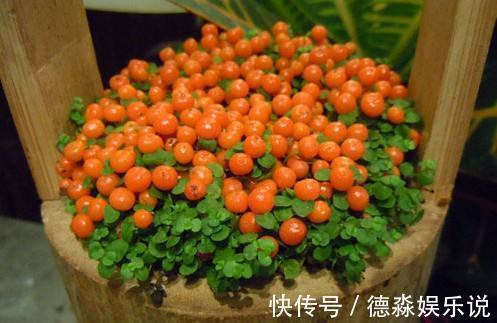 1种“花”，被称“花中玛瑙”，花大钱也买不到，养一盆值了