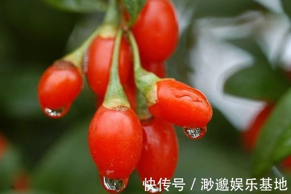 宁心安神|坚持晚上吃几粒枸杞,用不到1个月,不仅皮肤美白了,还有3大好处