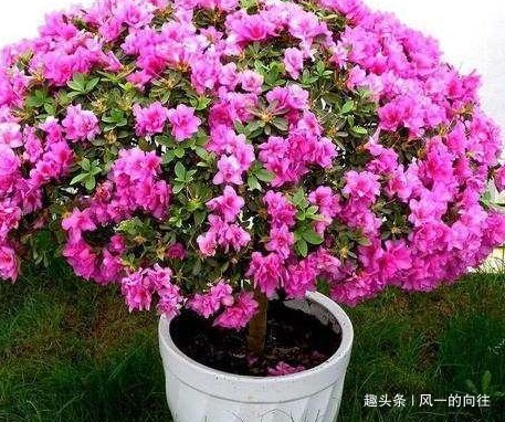 李大爷的养花秘籍!放上这三种东西,不管养什么都能轻松爆满盆