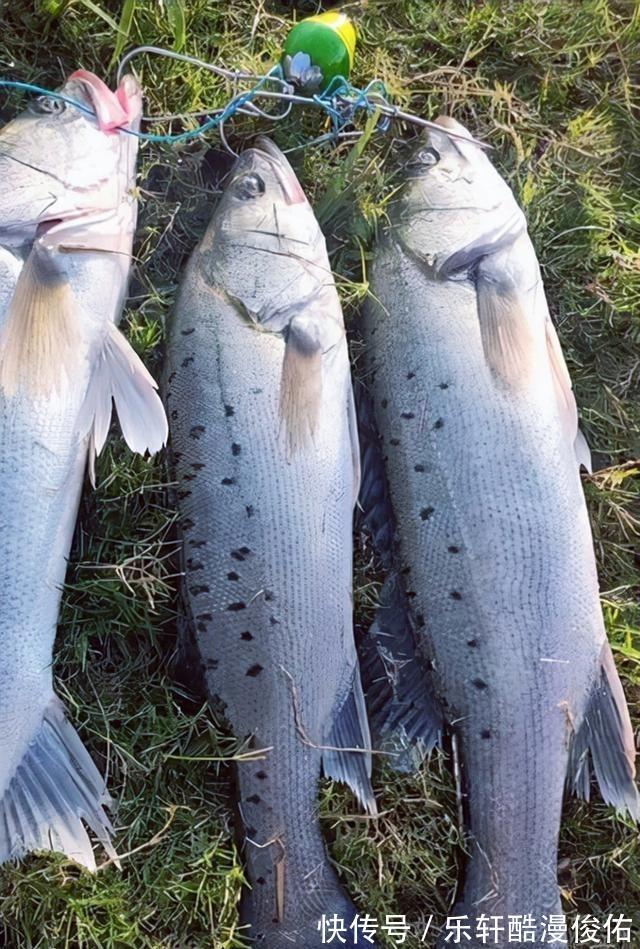 江苏盐城出现天然“鲈鱼黑坑”,最大的二三十斤,网友适当索取