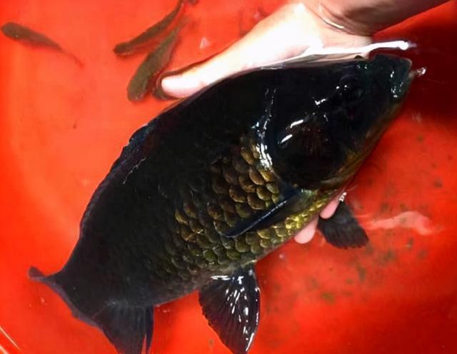 珠江一男子钓获黑鲫鱼,全身漆黑如墨,老大爷:赶紧放了