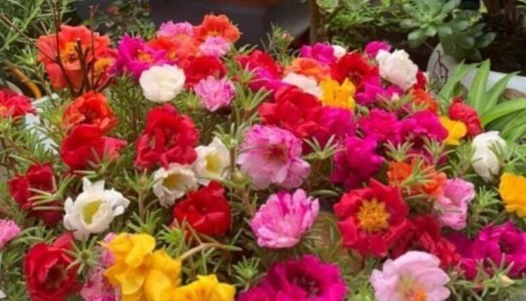 4种漂亮网红花,家里养1盆,花期长花量大,一盆千百朵