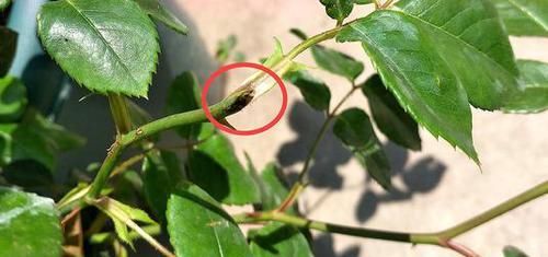 迟迟|月季花迟迟不开花？可能是1种东西在捣乱，发现一个剪一个
