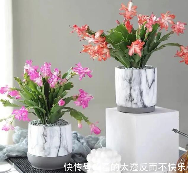 秋季该如何养蟹爪兰确保3点做到位，植株花期不落花、落蕾