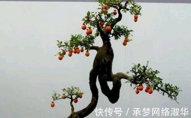 果实|养金弹子，做对几点，果实硕大红艳