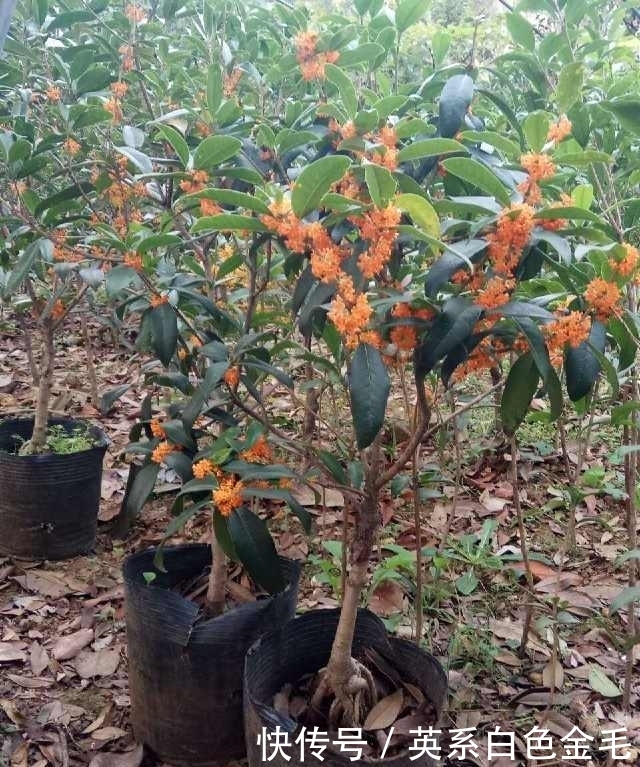 接穗|花农把这种花用树桩一嫁接，形状好看了，价格立马涨了几十倍