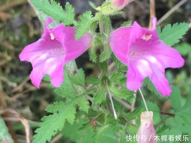 污血|女生在月经期间,4种食物尽量多吃,或排出污血毒素,子宫更健康