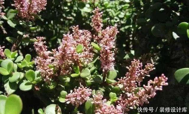 假花|金枝玉叶开花了,真花长这样,很多人没见过,花开养成小老桩