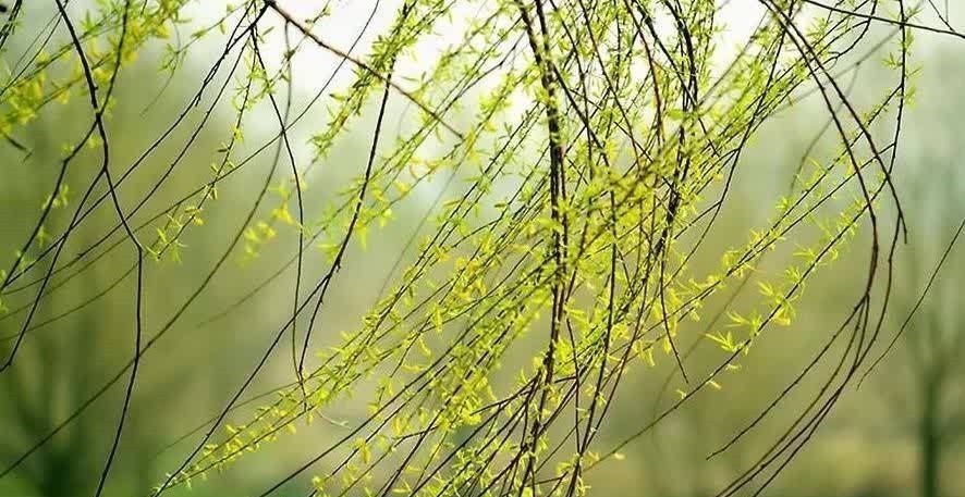 老祖宗|俗话说“一个绿萝七个鬼”,养绿萝真的好吗?老祖宗都有啥讲究